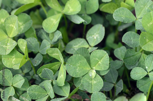 Wallpaper Mural Fresh green clover grass with water drops in nature. Natural background with copy space. Torontodigital.ca