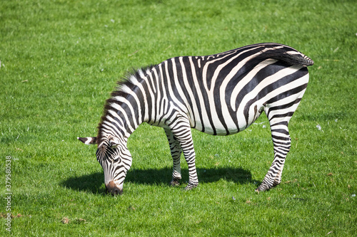 Pregnant Grant s zebra