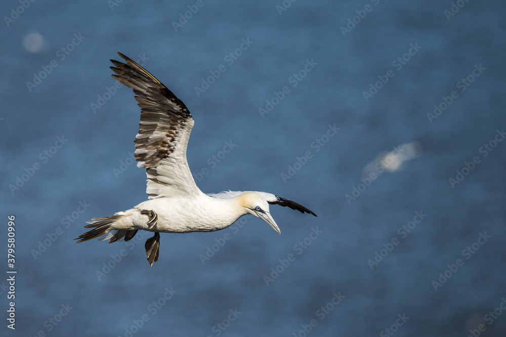 Northern gannet flying above the top of the cliff