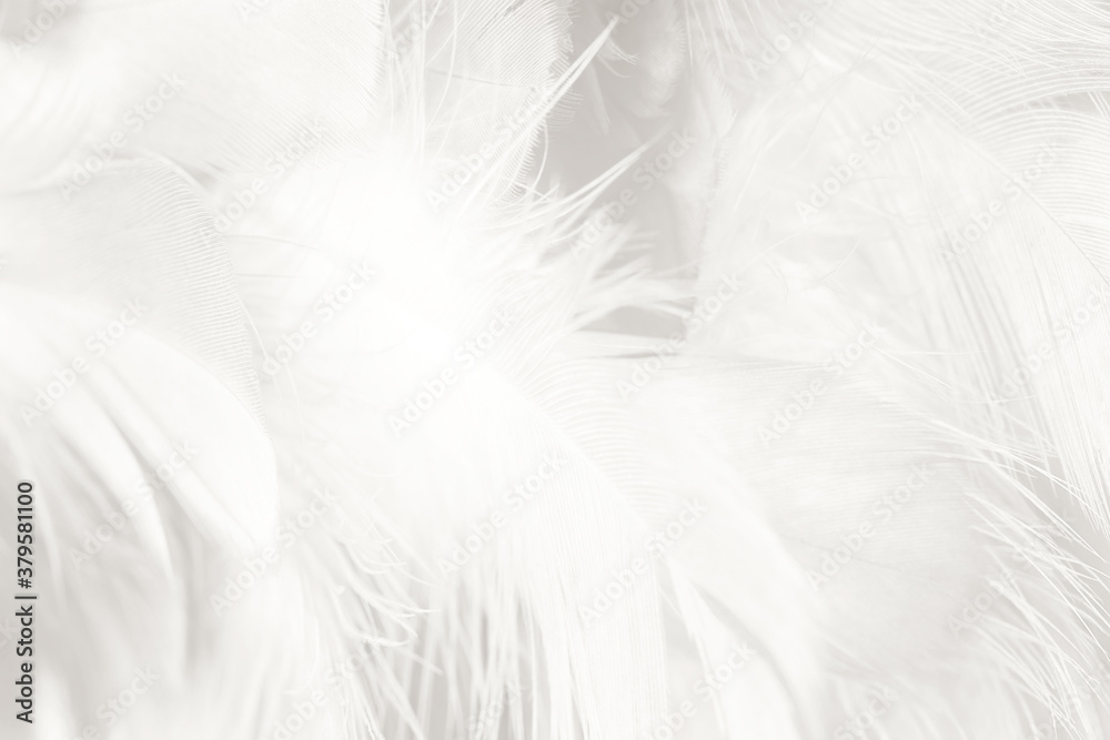 Obraz premium white feather wooly pattern texture background
