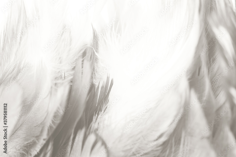 white feather wooly pattern texture background white feather wooly pattern texture background