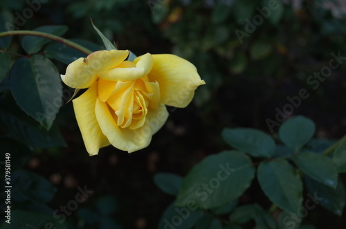 Yellow Flower of Rose  Yellow Giant  in Full Bloom 