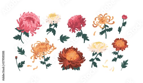 Set of gorgeous colorful peonies and chrysanthemums vector illustration. Collection of beautiful flowers with buds, stems and leaves isolated on white. Elegant blossom plants with design elements