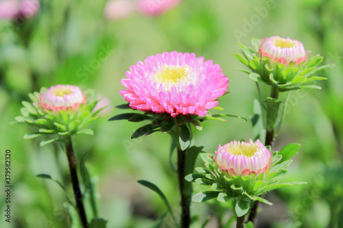 pink flower
