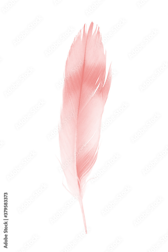 Beautiful coral pink feather isolated on white background Beautiful coral pink feather isolated on white background