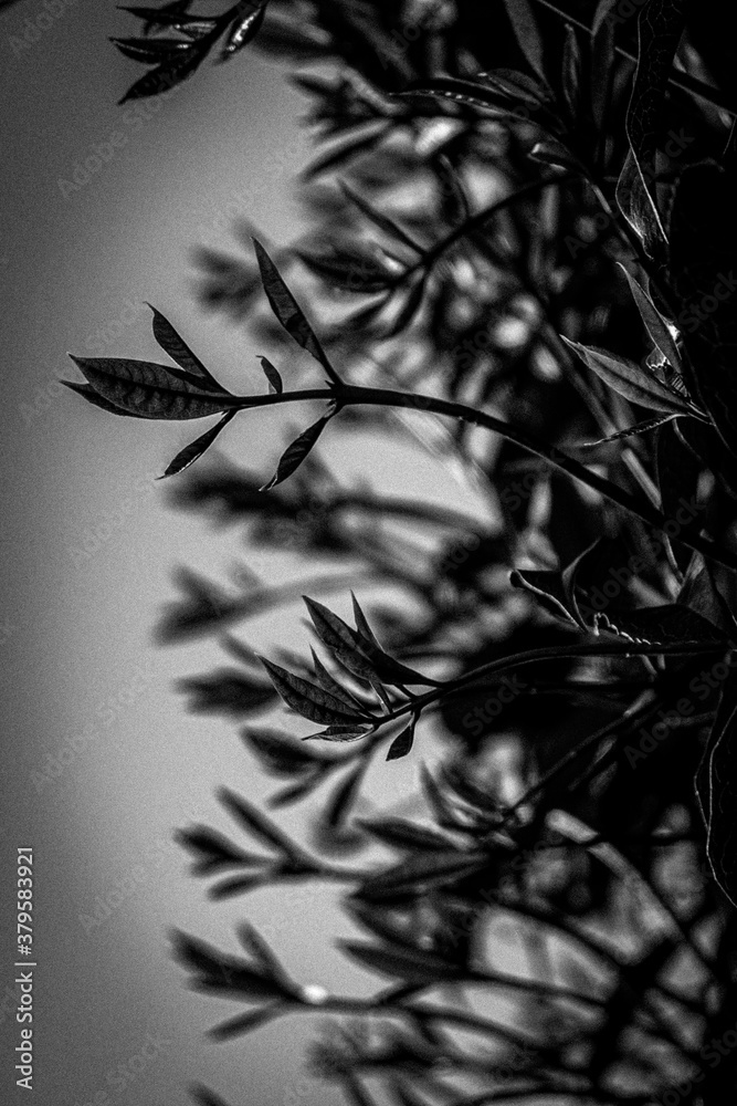 植物の芽生え　Plants leaves