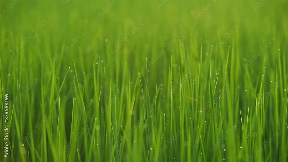 Green ears of rice with crystal dewdrops in the sunlight; close-up of a rice field after rain Green ears of rice with crystal dewdrops in the sunlight; close-up of a rice field after rain