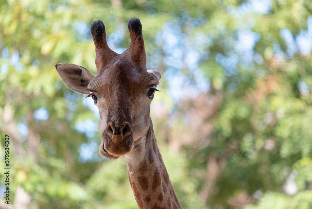 Giraffe animal face with funny emotion with high tree bokeh background.