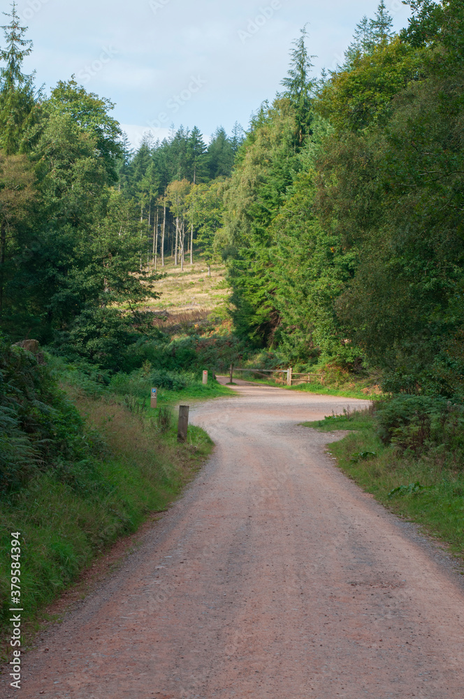 Quantock Hills AONB woods and trees