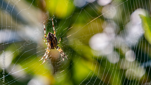 A large Spider on a web
