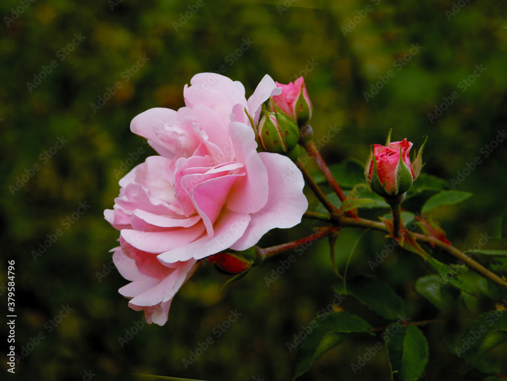 pretty pink rose in a garden close up pretty pink rose in a garden close up