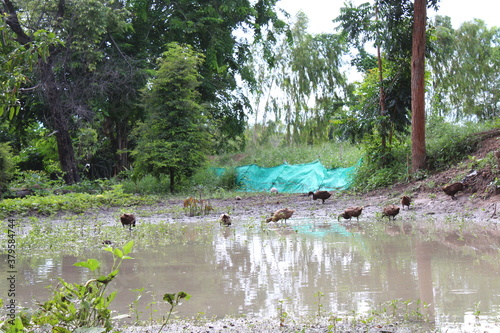 ducks on the lake