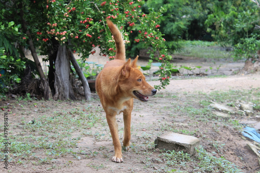 dog in the garden