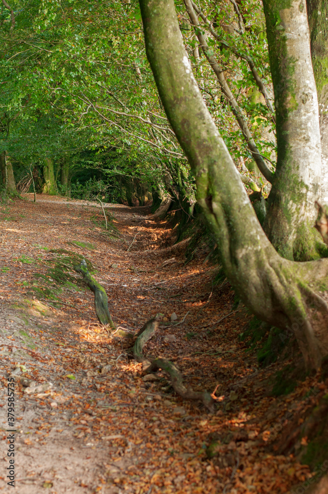 Dead woman ditch in Quantock Hills Dead woman ditch in Quantock Hills