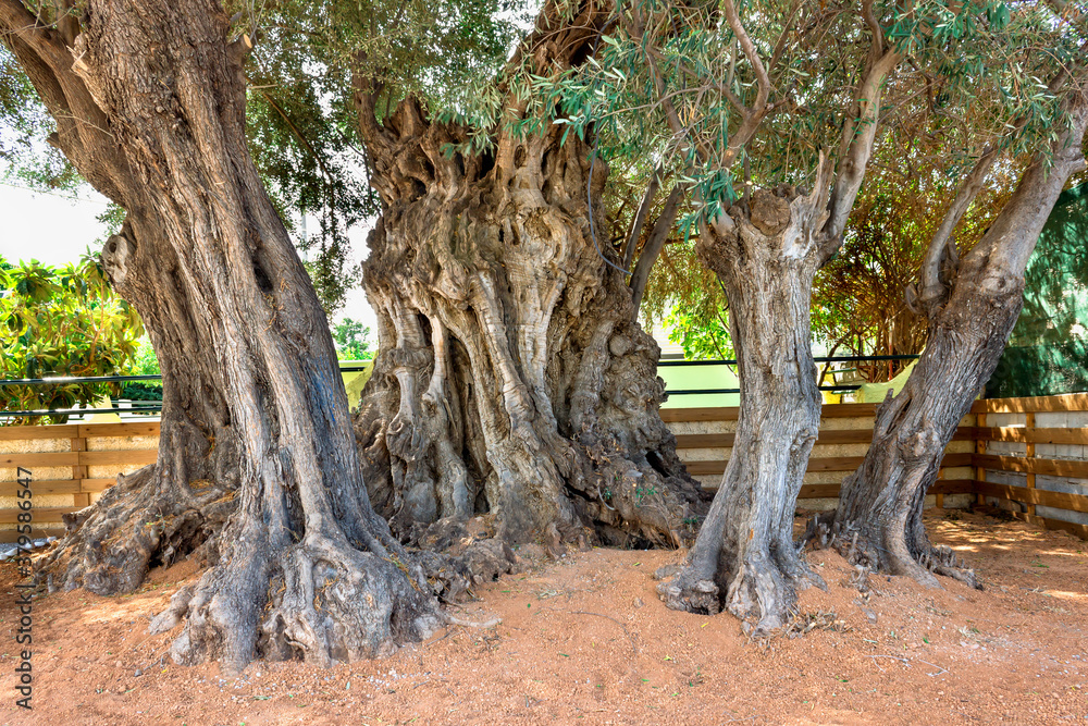 Very old, ancient olive tree, with age over 2500 years old. Greece, Salamis island.