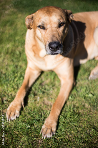 Wallpaper Mural Rhodesian ridgeback - resting on the green grass Torontodigital.ca