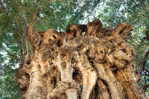 Very old, ancient olive tree, with age over 2500 years old. Greece, Salamis island.