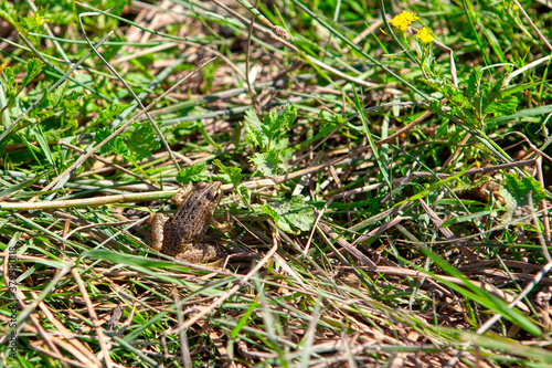 Toad hunts insects in grass