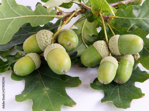 holm-oak-tree and acorns as seeds
