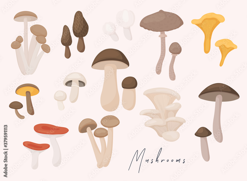 Large Mushroom set of vector illustrations in flat design isolated on white.
