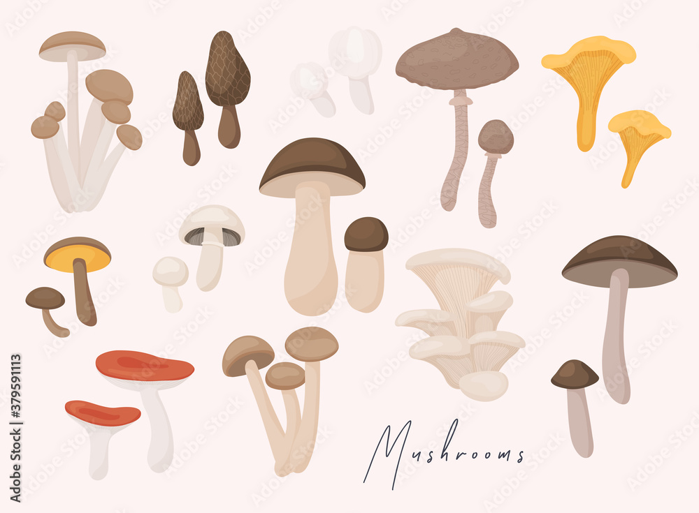 Large Mushroom set of vector illustrations in flat design isolated on white. Large Mushroom set of vector illustrations in flat design isolated on white.