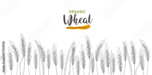 Paddy Wheat organic grain products food banner sign vector design.