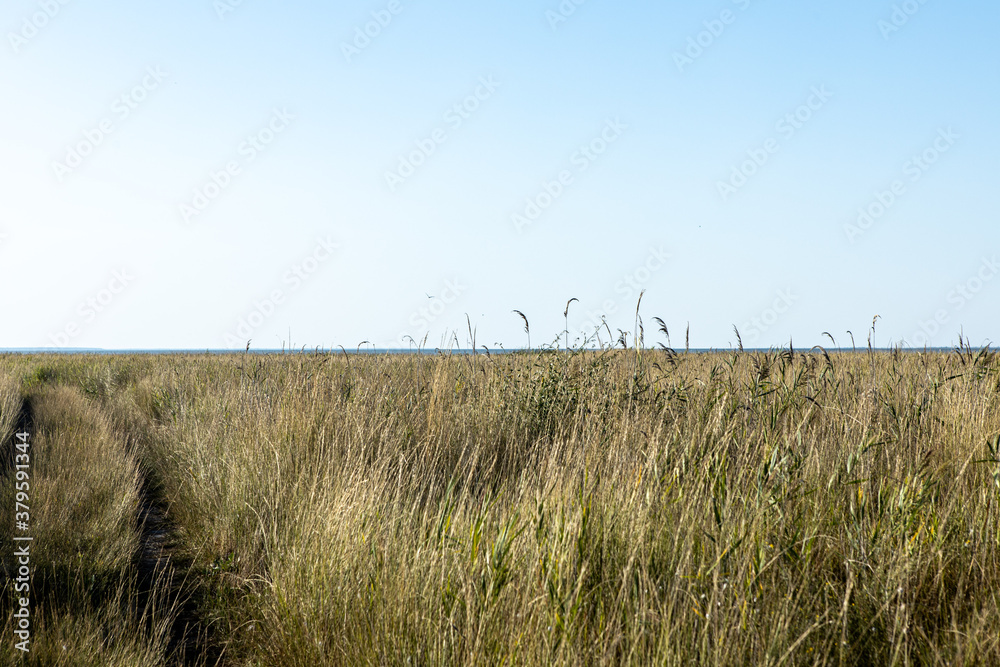 A meadow with yellowed autumn grass. Natural countryside landscape