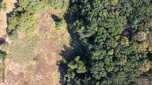 beautiful green trees in a dense deciduous forest, aerial view © Kateryna