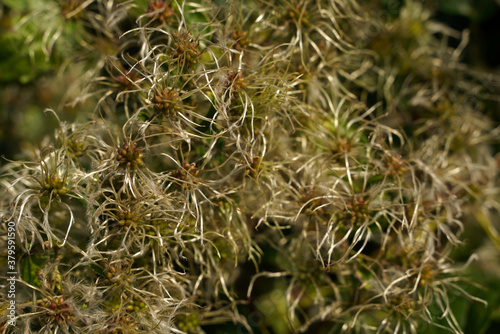 Verblüte Clematis Blüte