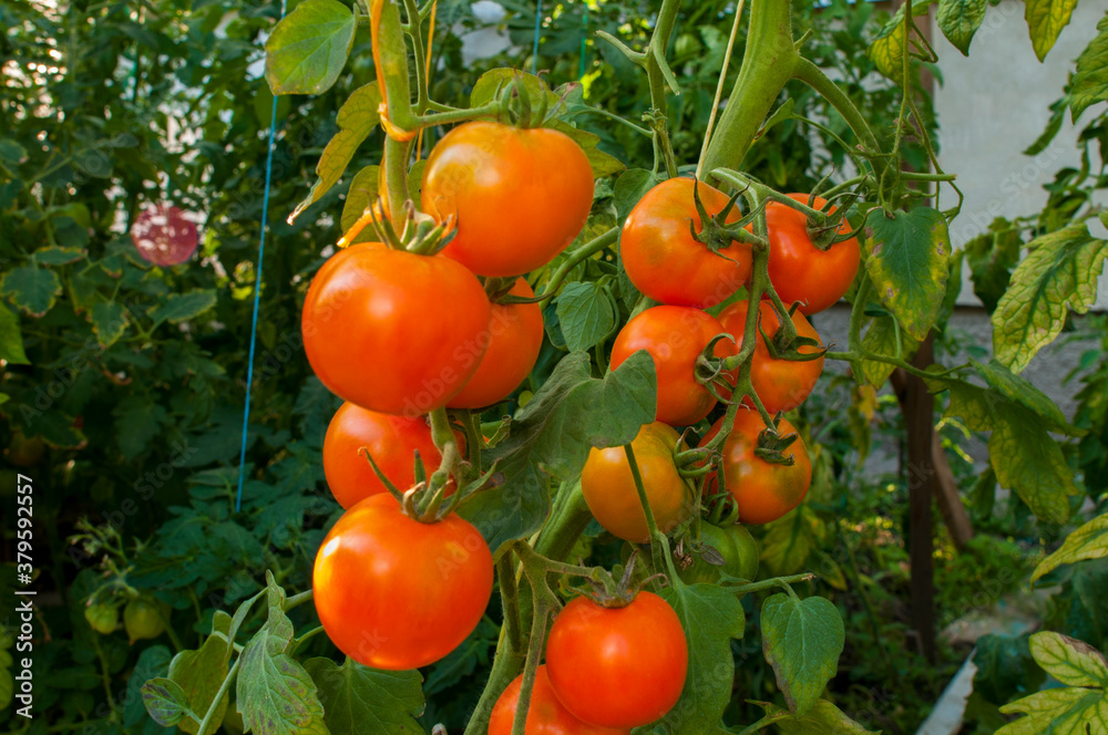 Orange tomatoes on a branch outdoors