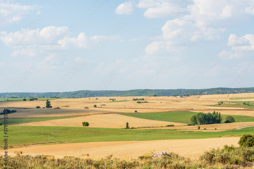 Freshly mowed wheat field. Picturesque summer landscape in the center of the Iberian Peninsula.
