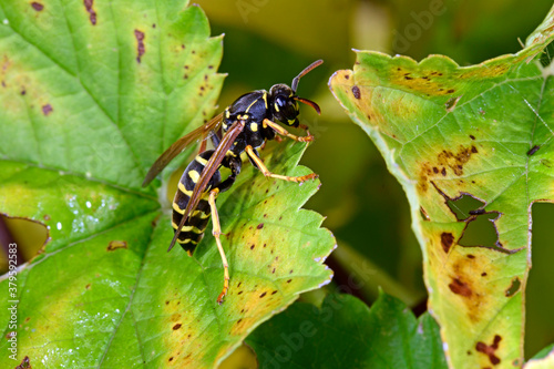 Feldwespe // Field wasp (Polistinae) 