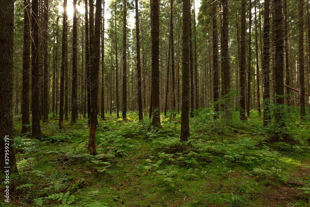 Beautiful woodland in early autumn in the North-West Europe. Beautiful woodland in early autumn in the North-West Europe.