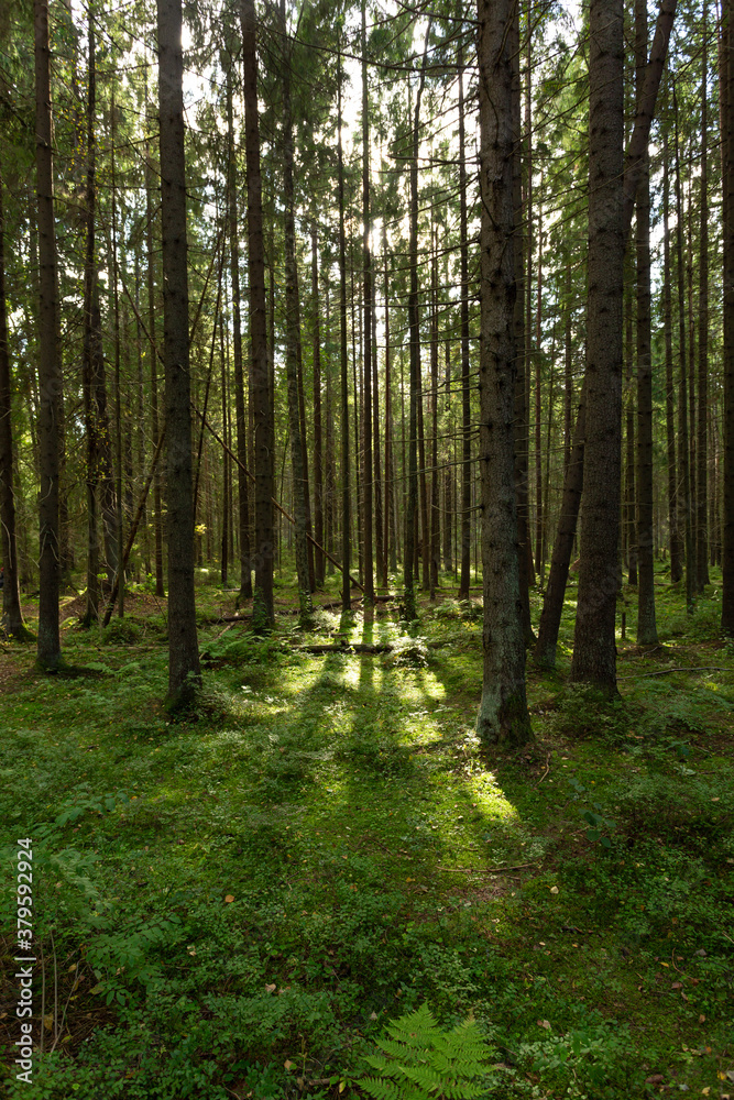 Enchanted pine forest in early autumn in Russia. Vertical image. Enchanted pine forest in early autumn in Russia. Vertical image.