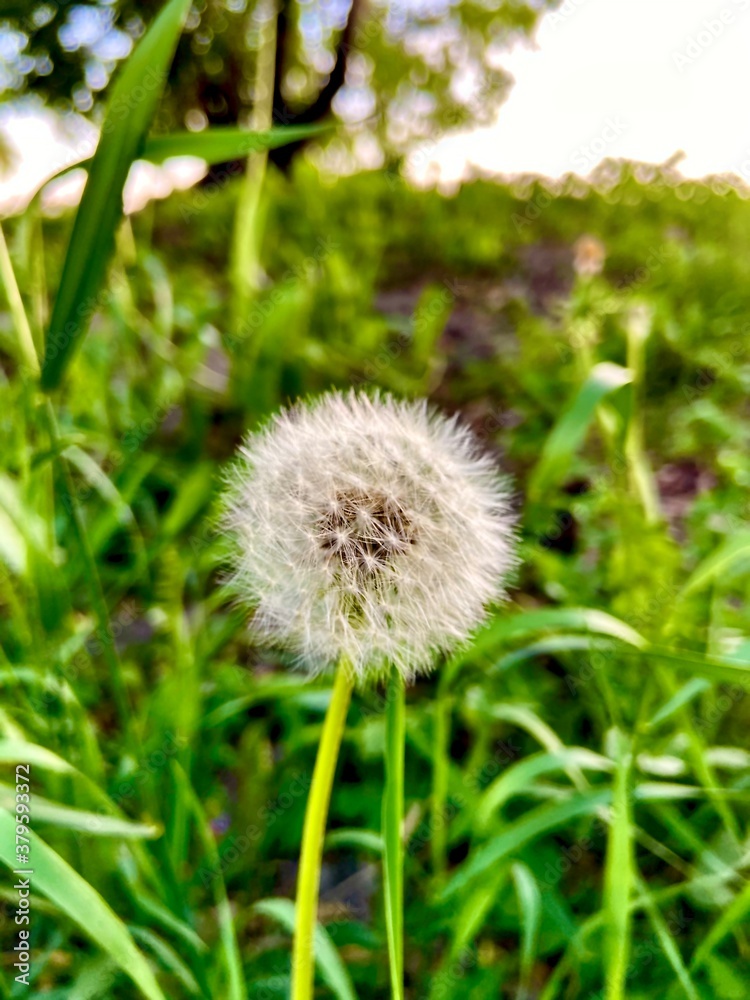 цветок, одуванчик (flower, dandelion) цветок, одуванчик (flower, dandelion)