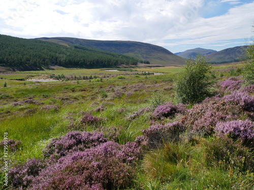 landscape of hills with green vegetation and purple heather in blossom