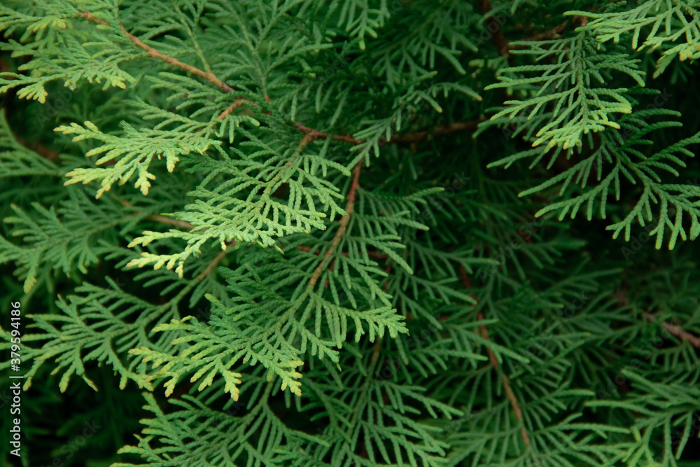 young green branches of the thuja plant close up young green branches of the thuja plant close up