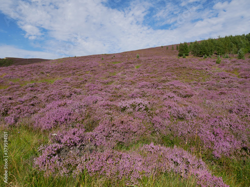 purple heather in summer on the hills  white clouds and blue sky