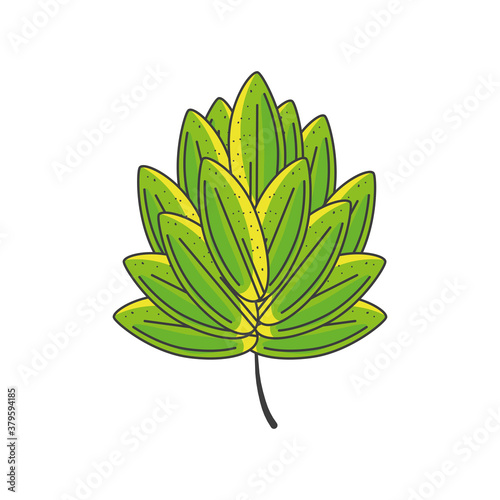 hops leaf on white background