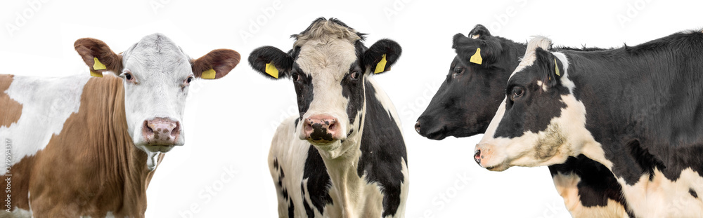  cows on a white