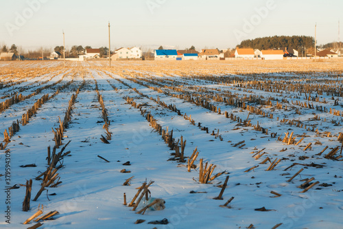 corn white field in winter at dawn