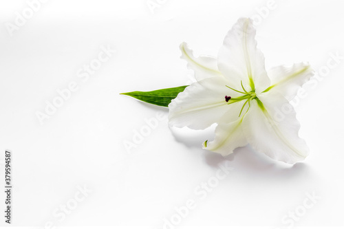 Condolence card with white flowers lily. Funeral symbol