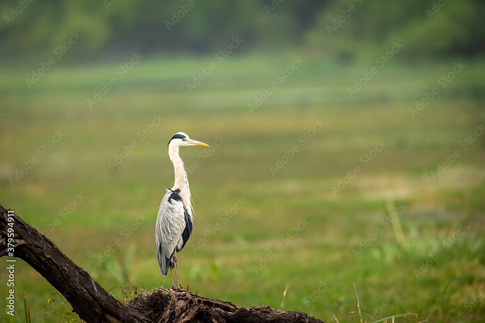 Fototapeta premium grey heron or Ardea cinerea portrait perched on tree at keoladeo national park or bharatpur bird sanctuary rajasthan india