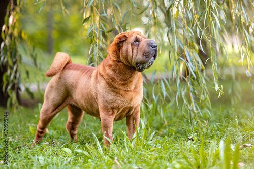 Cute adorable sharpei dog breed in the park. photo