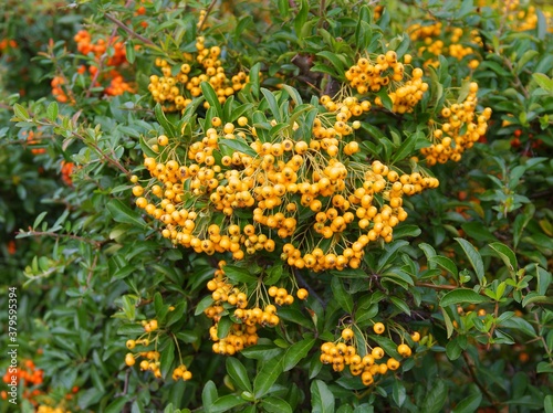 red orange or yellow fruits of Pyracantha coccinea bush