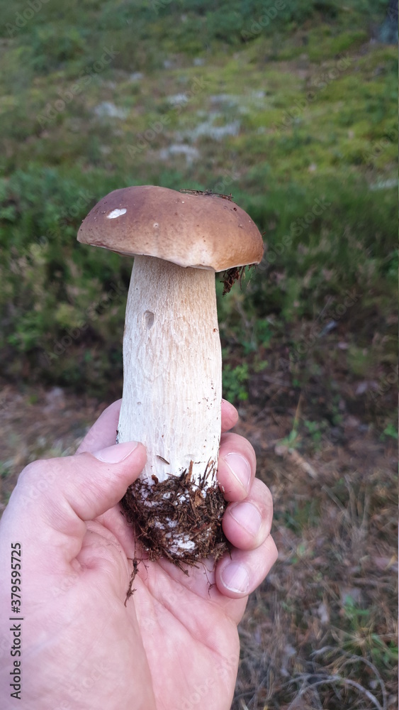 Exellent mushroom in the hand!
