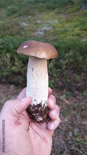 Exellent mushroom in the hand!