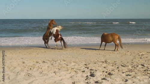 Wild horses playing at the ocean
