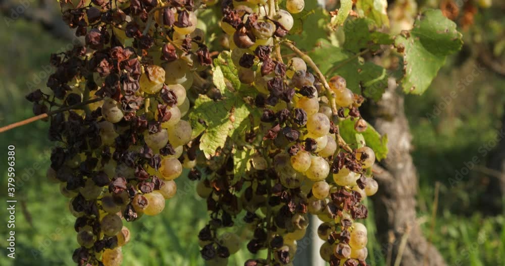 Vineyard grape with noble  rot close-up, slowmotion handheld 4K