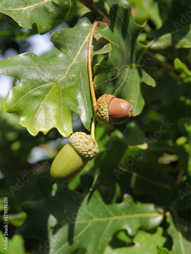 holm-oak-tree and acorns as seeds